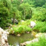 Sariska_Tiger_Reserve,_Alwar